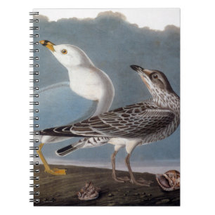 Audubon: Ring-buikmeeuw Notitieboek