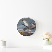 Audubon: Ring-buikmeeuw Ronde Klok (Huis)