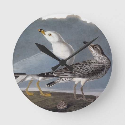 Audubon: Ring-buikmeeuw Ronde Klok (Voorkant)