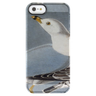 Audubon: Ring-buikmeeuw Doorzichtig iPhone SE/5/5s Hoesje