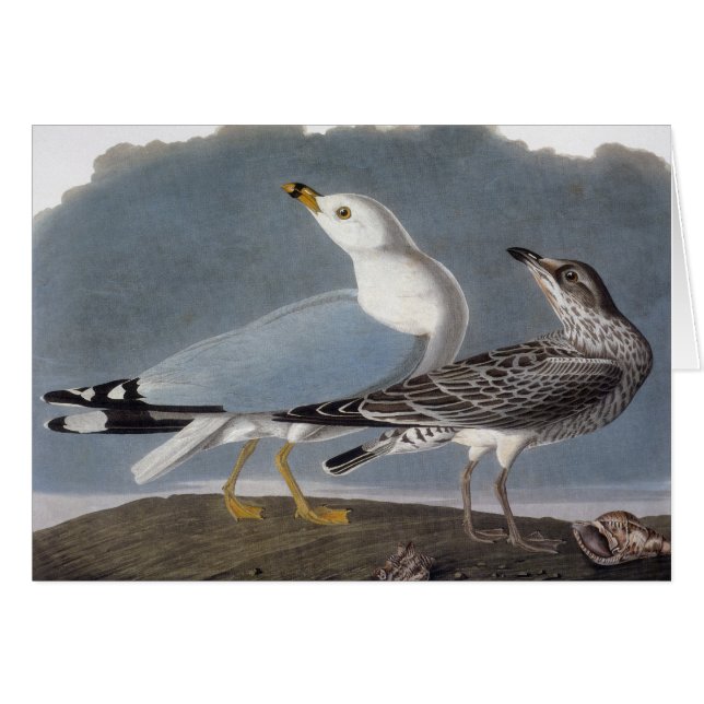 Audubon: Ringbuikmeeuw (Voorkant Horizontaal)