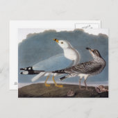 Audubon: Ringbuikmeeuw Briefkaart (Voorkant / Achterkant)