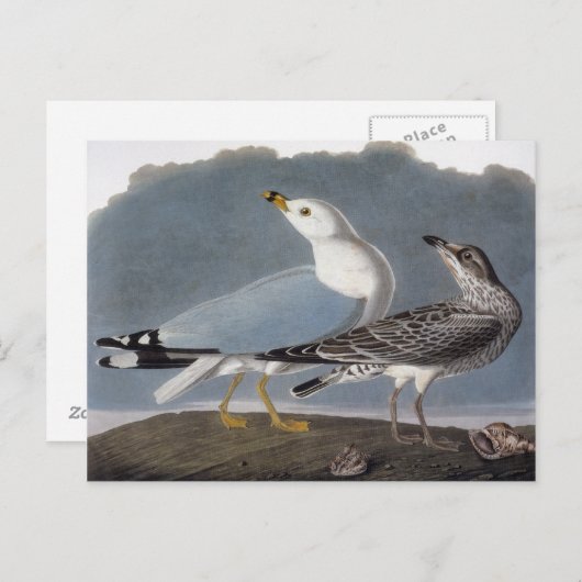 Audubon: Ringbuikmeeuw Briefkaart (Voorkant / Achterkant)