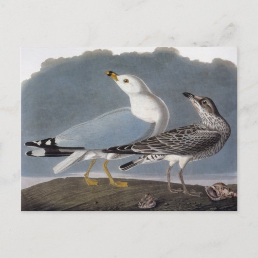 Audubon: Ringbuikmeeuw Briefkaart (Voorkant)