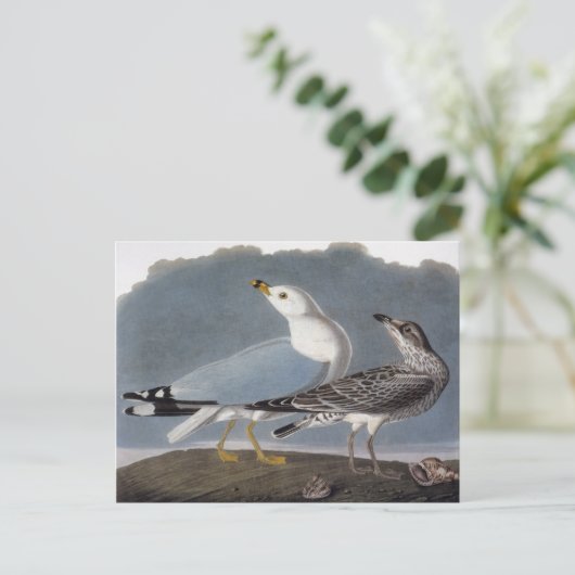 Audubon: Ringbuikmeeuw Briefkaart (Staand voorkant)