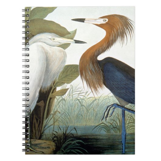 Audubon: Roodbaarzen en Paarse haron Notitieboek (Voorkant)