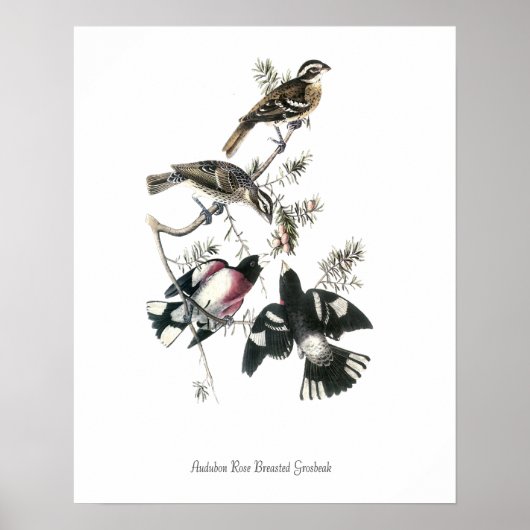 Audubon Rose Borst Grosbeak Vogel Poster (Voorkant)