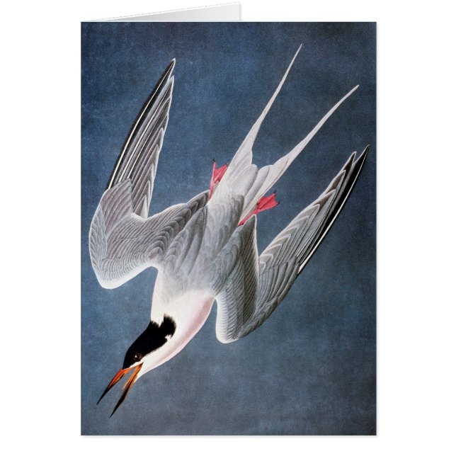 Audubon: Roseate Tern (Voorkant)