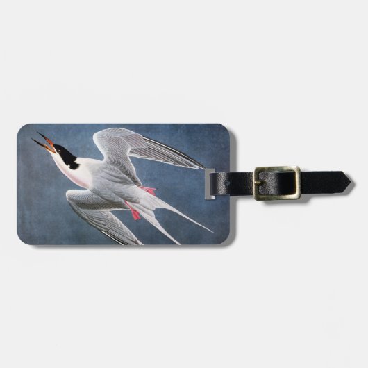 Audubon: Roseate Tern Bagagelabel (Voorkant horizontaal)