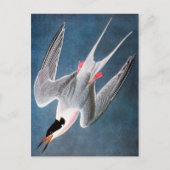 Audubon: Roseate Tern Briefkaart (Voorkant)