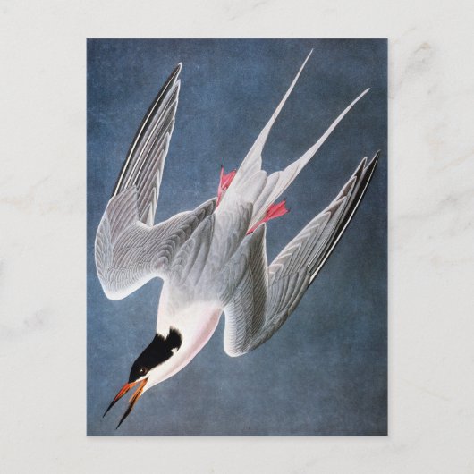 Audubon: Roseate Tern Briefkaart (Voorkant)