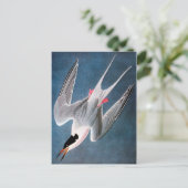 Audubon: Roseate Tern Briefkaart (Staand voorkant)