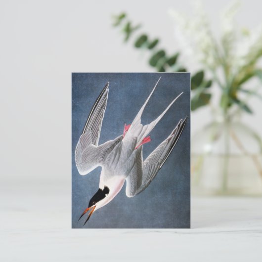 Audubon: Roseate Tern Briefkaart (Staand voorkant)