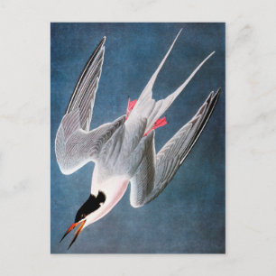 Audubon: Roseate Tern Briefkaart