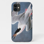 Audubon: Roseate Tern Case-Mate iPhone Case (Achterkant)