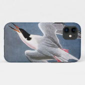 Audubon: Roseate Tern Case-Mate iPhone Case (Achterkant (horizontaal))