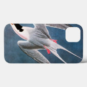 Audubon: Roseate Tern Case-Mate iPhone Case (Achterkant (horizontaal))