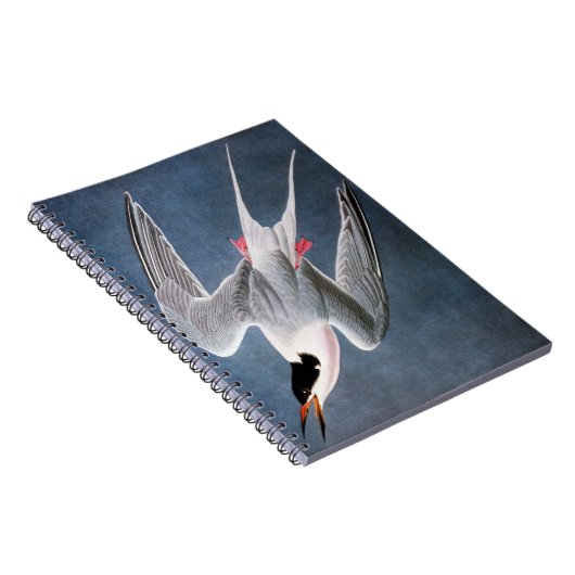 Audubon: Roseate Tern Notitieboek (Rechterzijde)