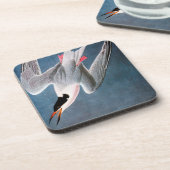 Audubon: Roseate Tern Onderzetter (Linkerzijde)
