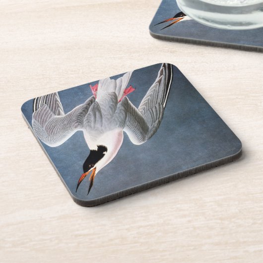 Audubon: Roseate Tern Onderzetter (Linkerzijde)