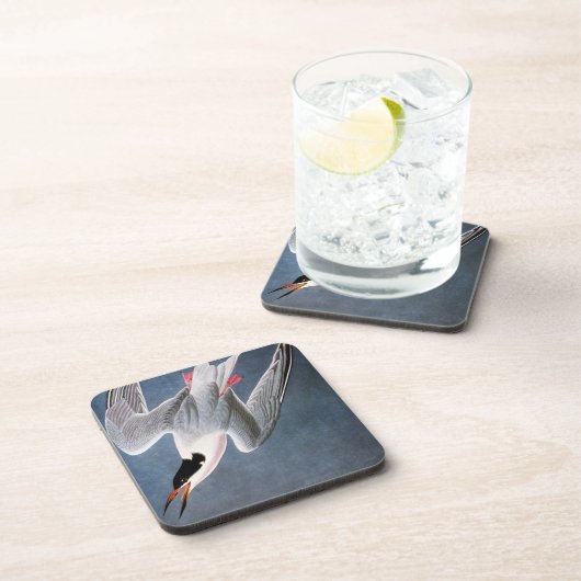 Audubon: Roseate Tern Onderzetter (Rechterzijde)