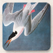 Audubon: Roseate Tern Onderzetter (Voorkant)