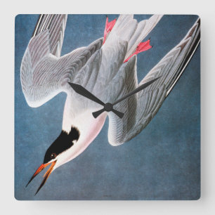 Audubon: Roseate Tern Vierkante Klok