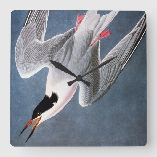Audubon: Roseate Tern Vierkante Klok (Voorkant)