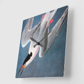 Audubon: Roseate Tern Vierkante Klok (Hoek)