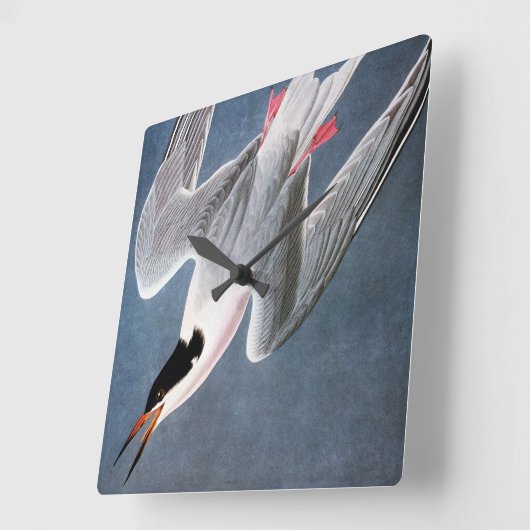 Audubon: Roseate Tern Vierkante Klok (Hoek)