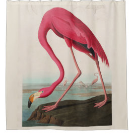 Audubon Roze Amerikaanse Flamingo, Bord CCCCXXXI Douchegordijn