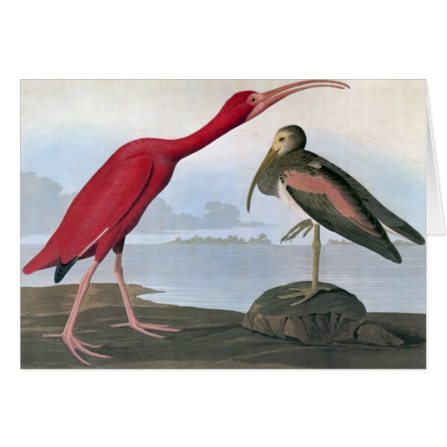 Audubon: Scarlet Ibis (Voorkant Horizontaal)