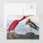 Audubon: Scarlet Ibis Briefkaart (Voorkant / Achterkant)