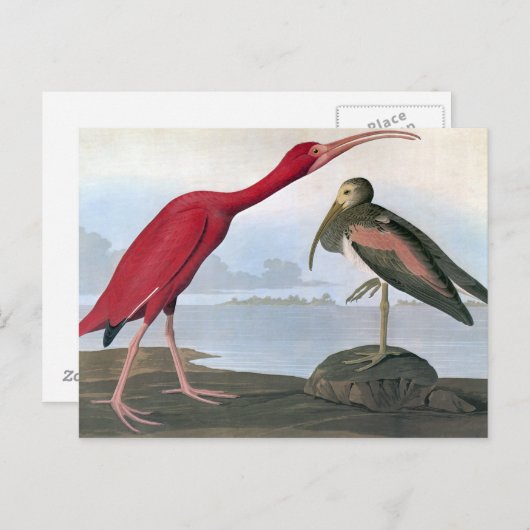Audubon: Scarlet Ibis Briefkaart (Voorkant / Achterkant)