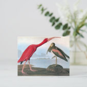 Audubon: Scarlet Ibis Briefkaart (Staand voorkant)