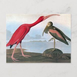 Audubon: Scarlet Ibis Briefkaart