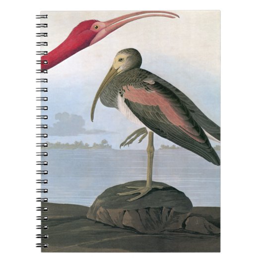 Audubon: Scarlet Ibis Notitieboek (Voorkant)