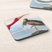 Audubon: Scarlet Ibis Onderzetter (Linkerzijde)