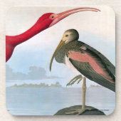 Audubon: Scarlet Ibis Onderzetter (Voorkant)