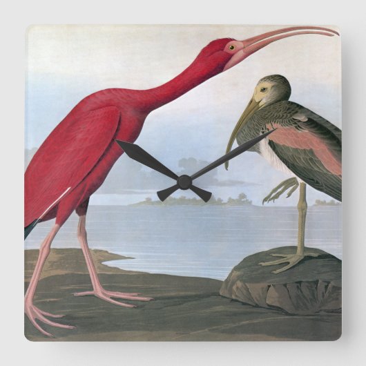 Audubon: Scarlet Ibis Vierkante Klok (Voorkant)