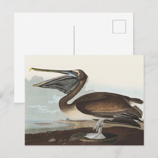 Audubon Seaside Brown Pelican Watercolor Painting Briefkaart (Voorkant / Achterkant)