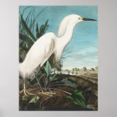 Audubon Sneeuwige Heron, of Witte Gret Bord CCXLII Poster (Voorkant)