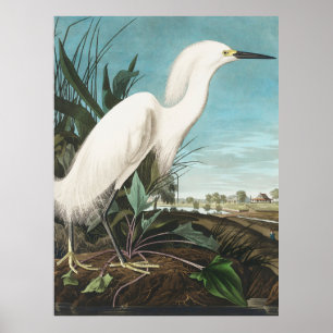 Audubon Sneeuwige Heron, of Witte Gret Bord CCXLII Poster
