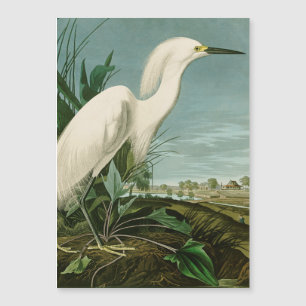 Audubon Sneeuwreiger Witte Reiger Vogel Vogels kij