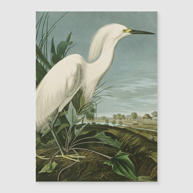 Audubon Sneeuwreiger Witte Reiger Vogel Vogels kij (Voorkant)