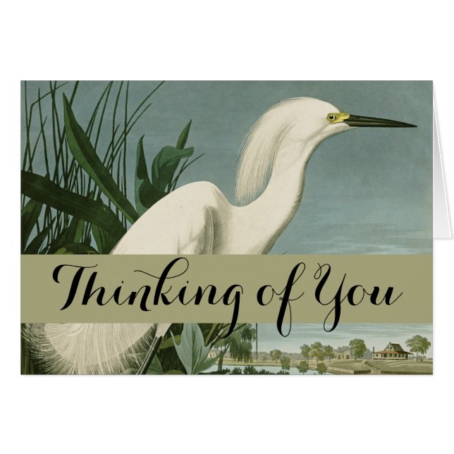 Audubon Sneeuwreiger Witte Reiger Vogel Vogels kij (Voorkant Horizontaal)