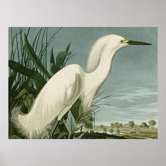 Audubon Sneeuwreiger Witte Reiger Vogel Vogels kij Poster (Voorkant)
