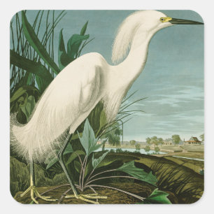 Audubon Sneeuwreiger Witte Reiger Vogel Vogels kij Vierkante Sticker