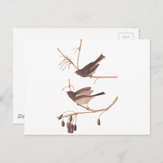 Audubon Snow Birds Briefkaart (Voorkant / Achterkant)