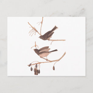 Audubon Snow Birds Briefkaart